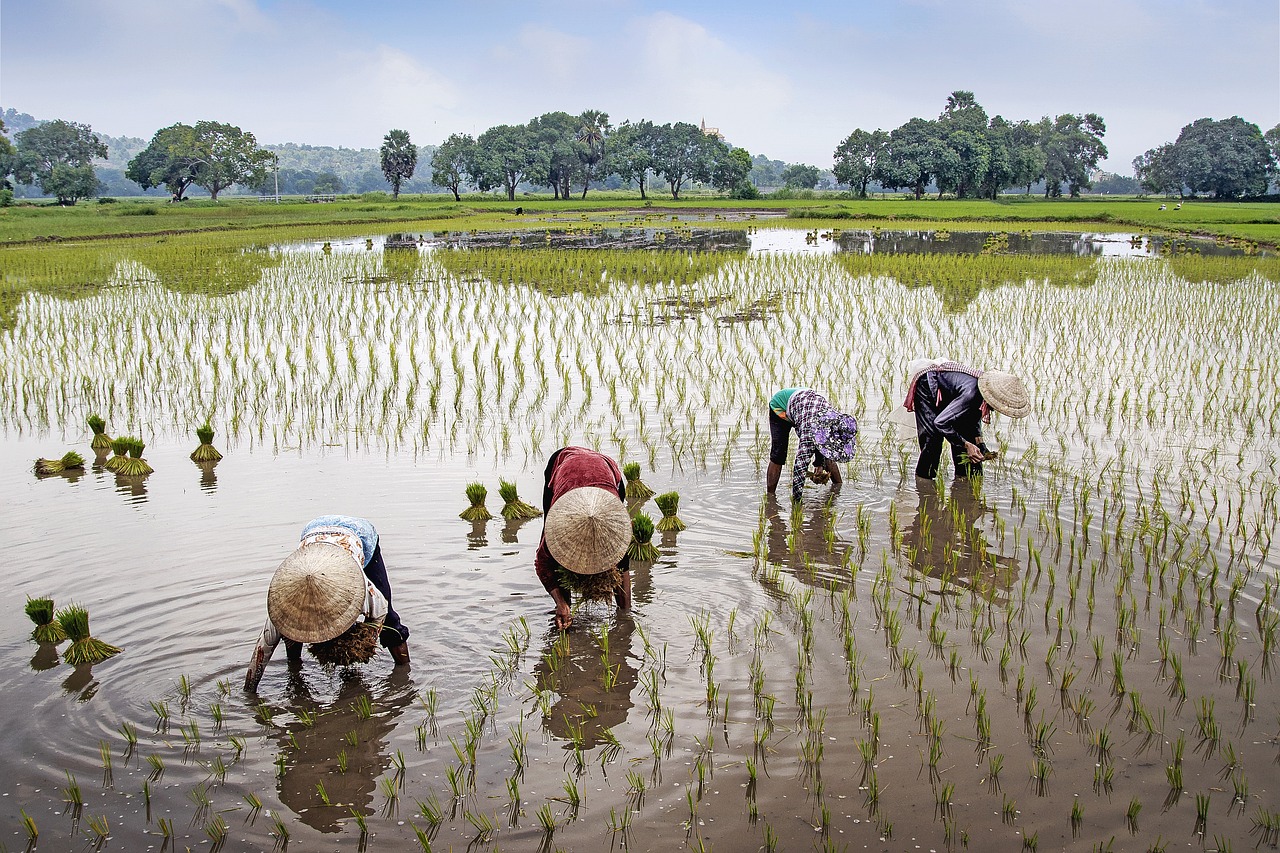 field, farmer, rural, water, vietnam, landscape, beautiful, nature, sky, trees, countryside, woman, lifestyle, outdoor, wet, farmer, farmer, farmer, farmer, farmer