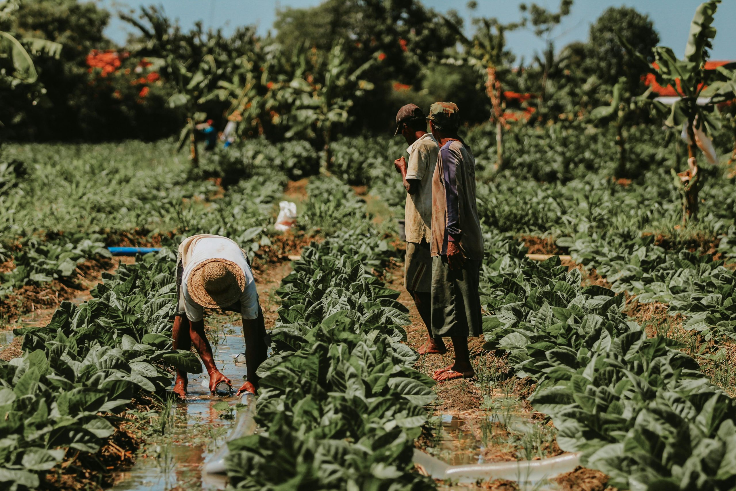 Free stock photo of agricultural, agricultural field, area