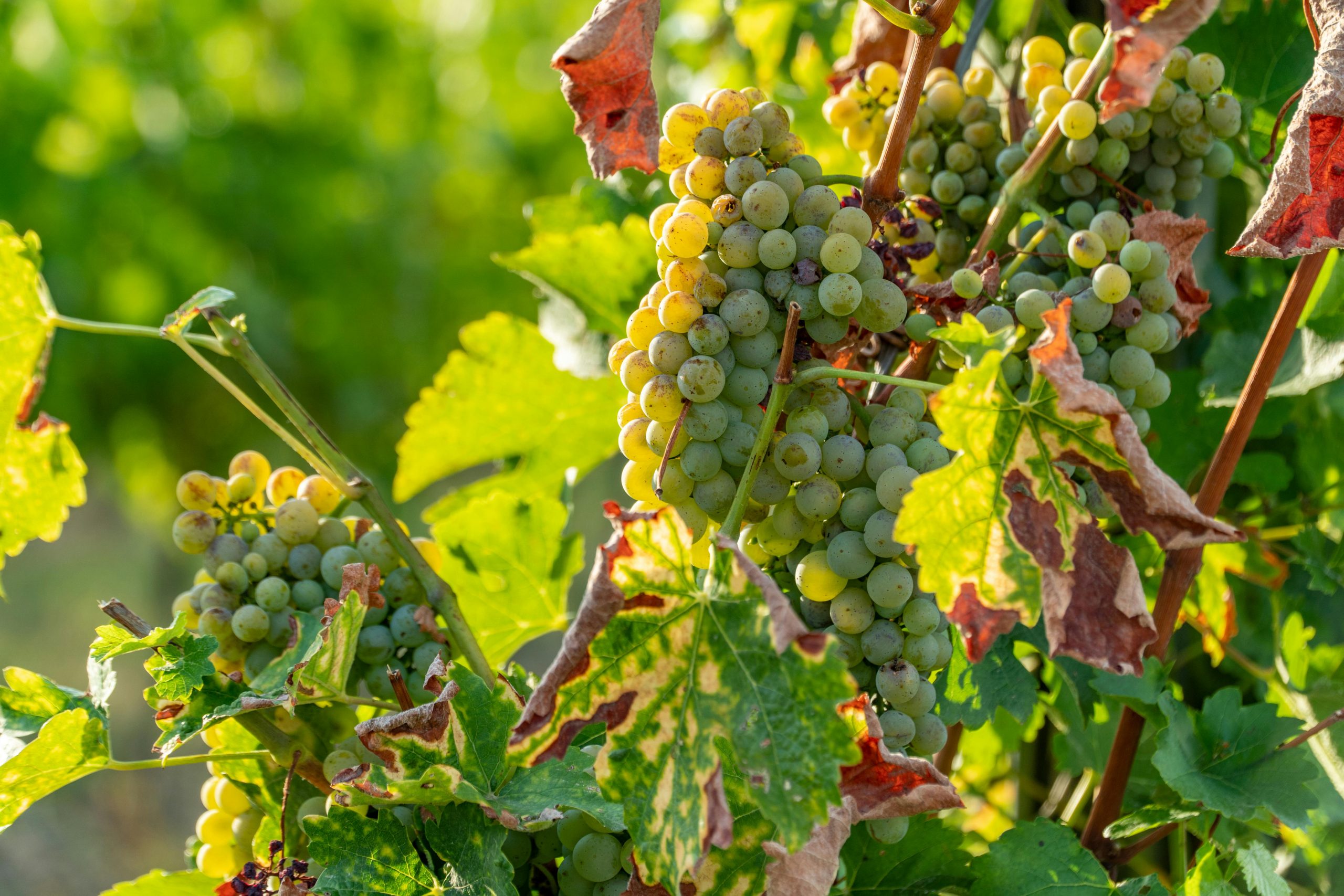 Grape field