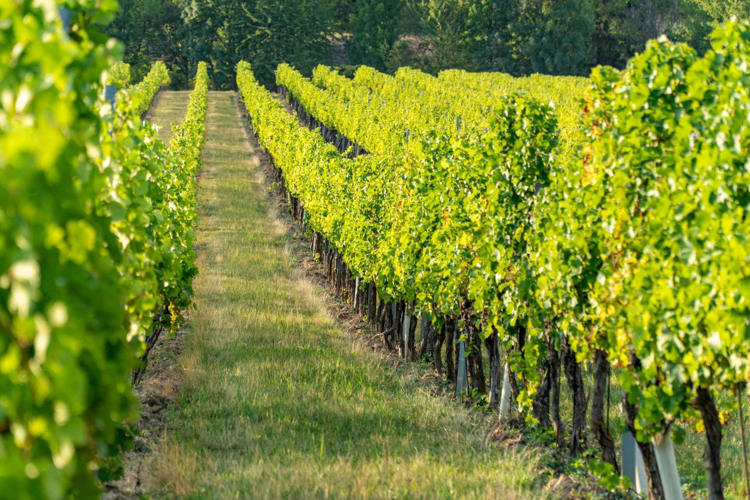 Grape field