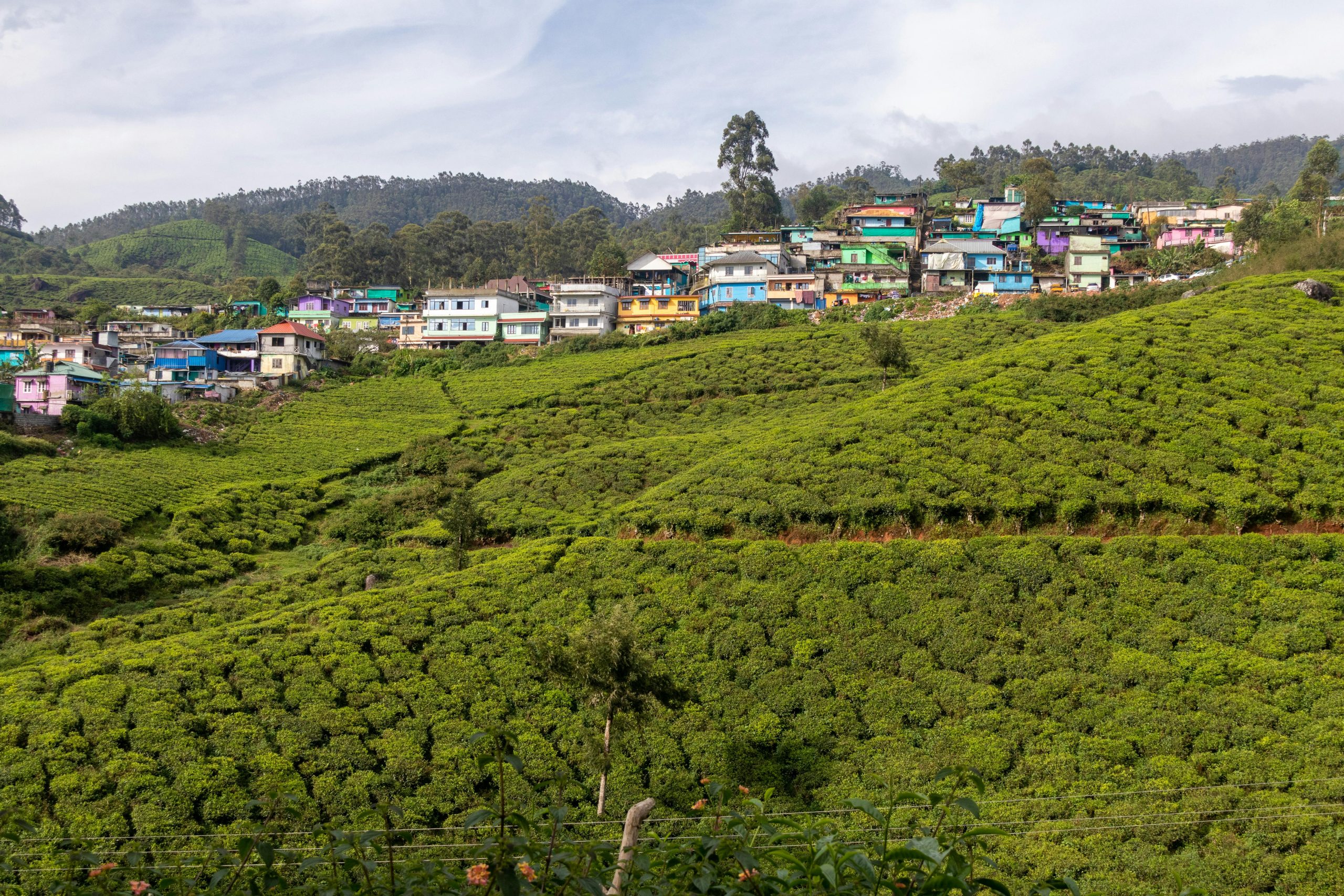 Vibrant houses line the lush green tea plantation hills in Munnar, India under a cloudy sky.